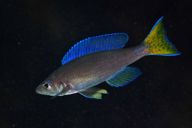 Cyprichromis leptosoma 'Molwe'